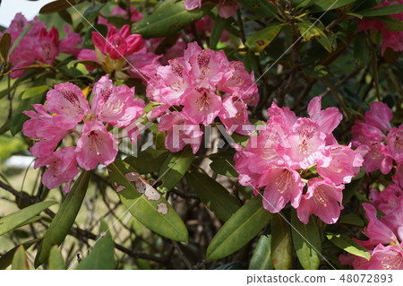 Rhododendron 48072893