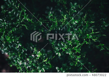 Green leaves nature background concept creative Green leaves nature background concept creative 48073022