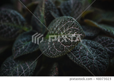 Green leaves nature background concept creative Green leaves nature background concept creative 48073023