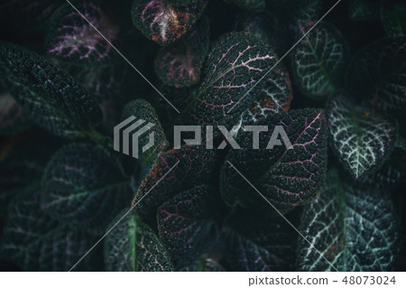 Green leaves nature background concept creative Green leaves nature background concept creative 48073024