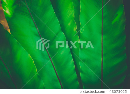 Green leaves nature background concept creative Green leaves nature background concept creative 48073025