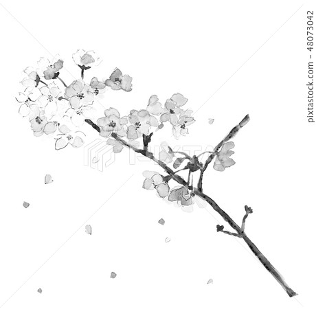 櫻花櫻花樹枝墨水畫單調 櫻花櫻花樹枝墨水畫單調 48073042