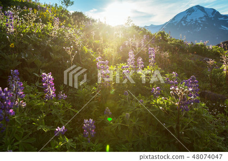 Mountains meadow 48074047