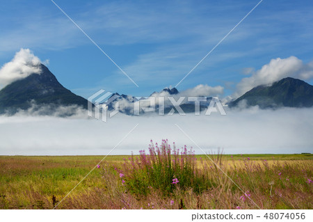 Meadow on Alaska 48074056