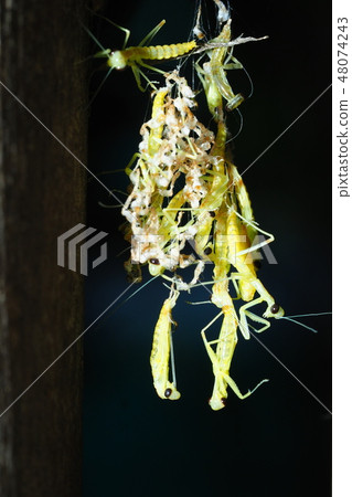 Halabilokamachi孵化 Halabilokamachi孵化 48074243