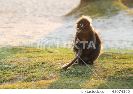Monkey sitting on the beach with the sunlight  48074300