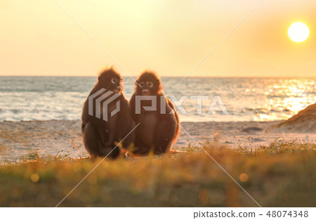Monkey sitting on the beach with the sunlight  48074348