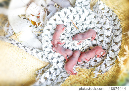Baby mouse or little newborn rat sleep in rat nest 48074444