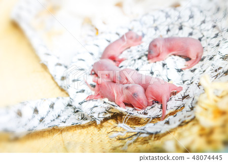 Baby mouse or little newborn rat sleep in rat nest 48074445