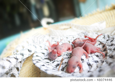 Baby mouse sleep in rat nest on fabric or silk Baby mouse sleep in rat nest on fabric or silk 48074446