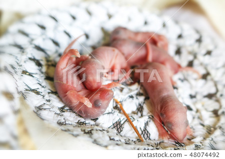 Baby mouse sleep in rat nest on fabric or silk Baby mouse sleep in rat nest on fabric or silk 48074492