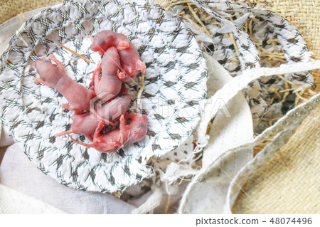 Baby mouse or little newborn rat sleep in rat nest Baby mouse or little newborn rat sleep in rat nest 48074496