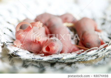 Baby mouse or little newborn rat sleep in rat nest Baby mouse or little newborn rat sleep in rat nest 48074498
