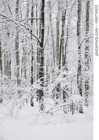 Winter landscape with a park Winter landscape with a park 48074802