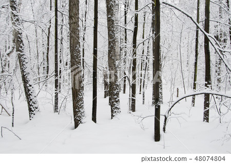 Winter landscape with a park 48074804