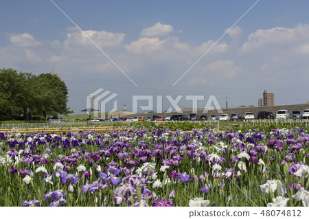 莊內綠色節日公園虹膜/愛知縣名古屋市 莊內綠色節日公園虹膜/愛知縣名古屋市 48074812