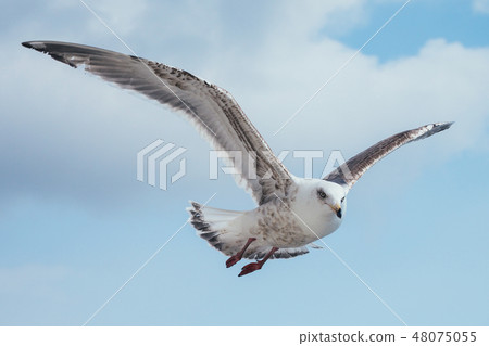 Flapping seagulls Flapping seagulls 48075055