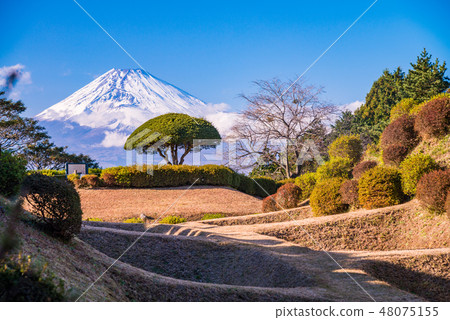 (Mishima-shi, Shizuoka prefecture) Yoshinaka Castle Ruins Park Screens Hori Mt. Fuji 48075155