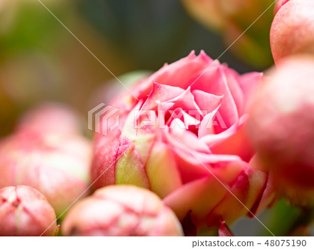 Kalanchoe Kalanchoe 48075190