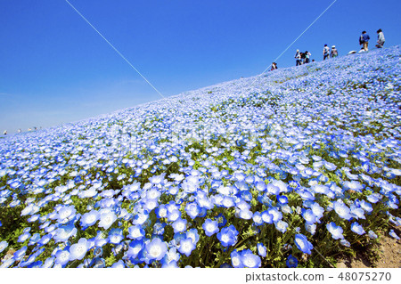 Nemofila blooming hill 48075270