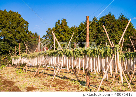 (Shizuoka Prefecture) Dried radish at the western foot of Hakone 48075412