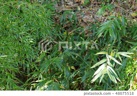 Bamboo grove Bamboo grove 48075518