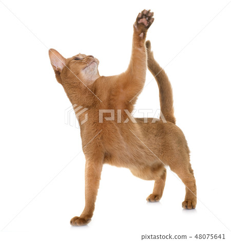 Abyssinian cat in studio Abyssinian cat in studio 48075641