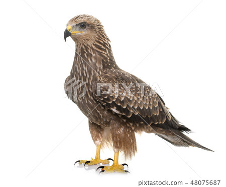 Common buzzard in studio Common buzzard in studio 48075687
