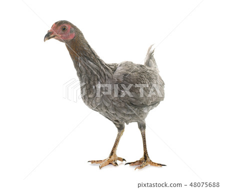 hen spanish Gamecock 48075688