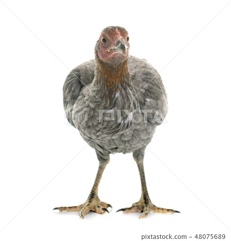 hen spanish Gamecock hen spanish Gamecock 48075689