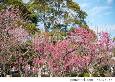 青葉沒有森公園 48075937