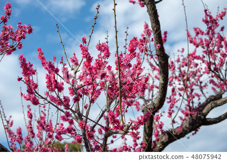 青葉沒有森公園 48075942