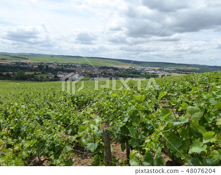 Wine production area Wine production area 48076204