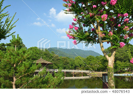 世界遺產·奈良公園 世界遺產·奈良公園 48076543