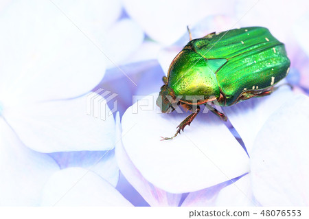 Ao-Hanamuguri和繡球花 48076553