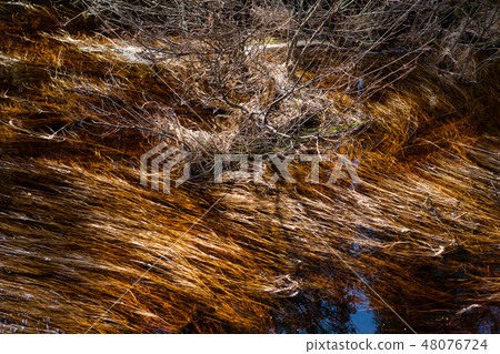 Grass water plants in river Grass water plants in river 48076724