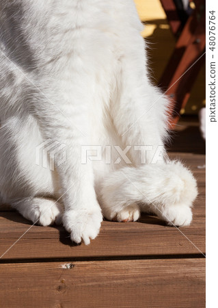 White cat paws outside 48076764