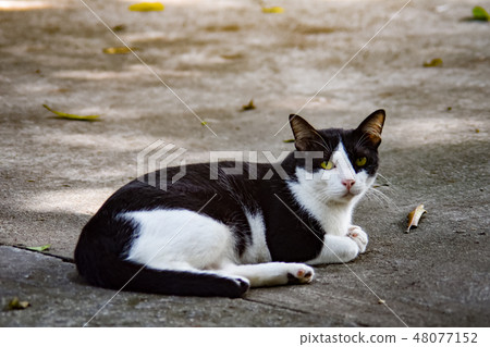 Cat rest on concrete road 48077152