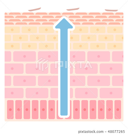 皮膚更新結構的插圖 皮膚更新結構的插圖 48077265