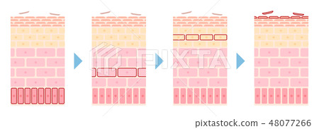 Illustration of the flow of the skin turnover structure 48077266
