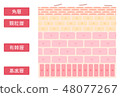Simple and cute illustration of epidermal structure 48077267