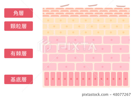 Simple and cute illustration of epidermal structure 48077267