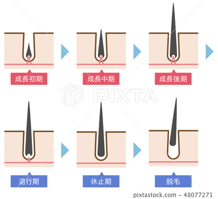 Hair cycle of hair removal Simple Cute explanatory illustration Hair cycle of hair removal Simple Cute explanatory illustration 48077271