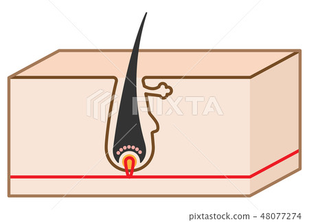Simple cute stereoscopic illustration of hair structure and cross section 48077274