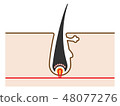 Simple cute illustrations of hair structure and cross section 48077276