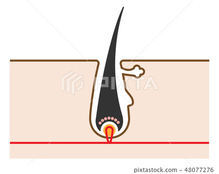 頭髮結構和橫斷面的簡單的逗人喜愛的例證 48077276
