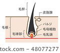 Simple cute illustrations of hair structure and cross section 48077277