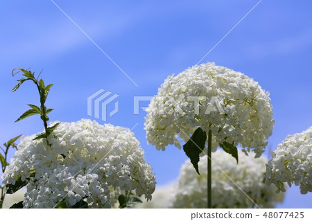 Ka Haya's Village Hydrangea Festival 48077425