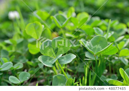 Five leaves Clover Five leaves Clover Clover Five leaves Clover Five leaves Clover Clover 48077485