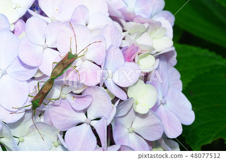 Flying flower bug (mating) and hydrangea Flying flower bug (mating) and hydrangea 48077512